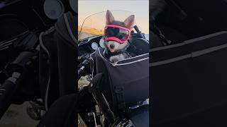 Pomsky puppy on a motorcycle pomsky motordogz doglife [upl. by Netsirt]