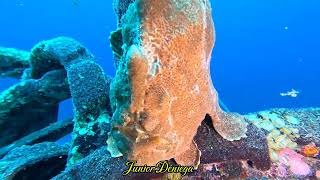 A Fantastic Creature Giant Painted Frog Fish Antennarius pictus In Moalboal Cebu Philippines 🇵🇭 [upl. by Eidnac]