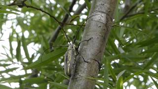 Batocera Longhorn Beetle Climbing Up a Willow シロスジカミキリが柳で木登り [upl. by Bolling]