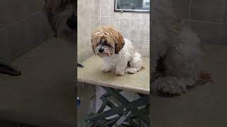 Lhasa Apso dog breed before amp After grooming Transformation video dog grooming [upl. by Mcmurry]