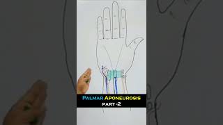 Palmar Aponeurosis part 2 Full lecture in description anatomy mbbs medical anatomyvideos limb [upl. by Ahsaelat615]