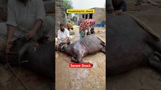 Anaphylactic shock Septicaemia  how vet saved buffalo near to death cow animals animalmedicine [upl. by Egief]