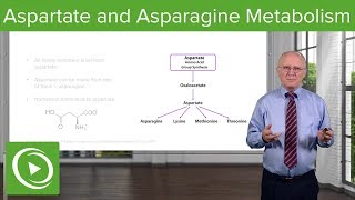 Aspartate Family and Asparagine Metabolism – Biochemistry  Lecturio [upl. by Elockcin]