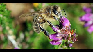 Pourquoi les abeilles sontelles si importantes pour nous [upl. by Anytsirk331]