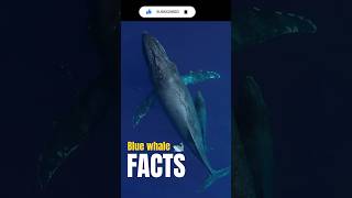 Blue Whale Facts about blue Whale  The Largest Animal In The World  Reloading  Tamil  2024 [upl. by Annairdua]