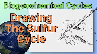 Biogeochemical Cycles Drawing The Sulfur Cycle [upl. by Landre721]