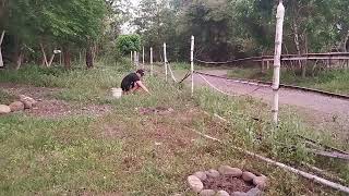 New Project At The Farm quotPlanting Agoho Pine as Bio Fencequot [upl. by Unity8]