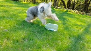 Caring for Old English Sheepdogs in Different Climates [upl. by Aitnuahs8]