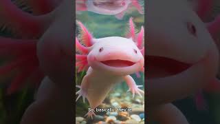 Axolotl Facts The Regenerating Wonder of Mexicoquot [upl. by Slorac]