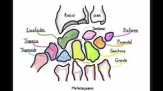 Anatomía de los huesos de la mano [upl. by Chambers]