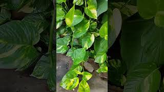 Money Plant Care Tips moneyplant plantscare plantingtips gardeningtips [upl. by Bernadina]