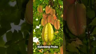 Balimbing Fruits shorts fruits balimbing viral trending [upl. by Sidoma]