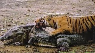 tiger attacking crocodile  Tiger kills Croccodile [upl. by Aihsotal306]