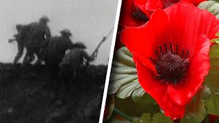 What Is Remembrance Day and Why Is the Poppy its Symbol [upl. by Dare]