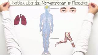 ZENTRALES UND PERIPHERES NERVENSYSTEM  Biologie  Biologie des Menschen Mittelstufe [upl. by Kakalina663]