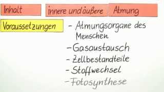 Die innere und äußere Atmung  ein Überblick  Biologie  Humanbiologie [upl. by Miah]