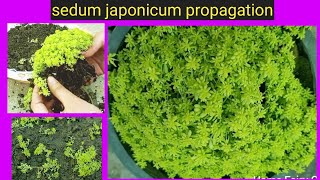 How To Propagate Sedum Japonicum PlantSedum Japonicum Plant PropagationHome Fairy Garden [upl. by Cresida]