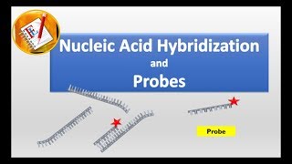 Nucleic Acid Hybridization and Probes [upl. by Sylera756]