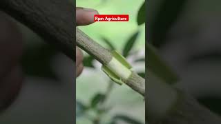 propagation bscagriculture farming shorts agriculture motivation viralvideo [upl. by Arvie]