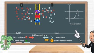Das Aktionspotential  Erklärung und Anwendungsbeispiele in Klausuren Neurobiologie Oberstufe [upl. by Drapehs]