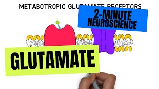 2Minute Neuroscience Glutamate [upl. by Linis672]