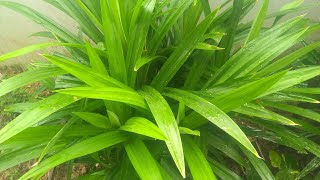 ரம்பை இலை செடி வீட்டில் வளர்க்கும் எளிய முறைPandan leaf plant growing tips  Biriyani leaf plant [upl. by Tlevesor]