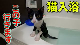 拾った猫を今年の汚れを落とすために風呂に入れると…こんなネコがいるんです When I gave the cat I found a bath [upl. by Epperson]