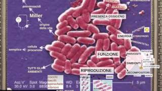 classificazione degli esseri viventi parte 1 microbiologia [upl. by Mallon]