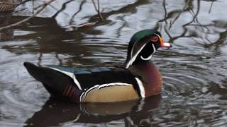 Wood Duck [upl. by Hutchison71]