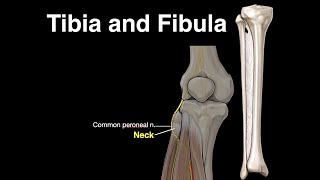 Tibia 14 Chegou Muito ganho de fps Veja testes das novas funções gráficas Client não abre [upl. by Katy]