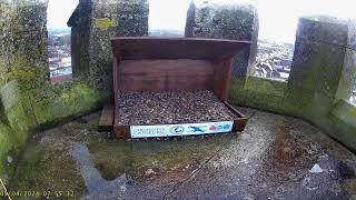 Chichester Cathedral 1 Peregrine Nest🌙040424 [upl. by Nerrual]