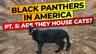 Black Panthers In America Pt 5 House Cats [upl. by Akanke704]