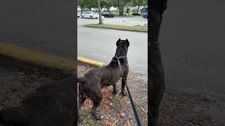 CANE CORSO SPOTS A SNACK… 😳 canecorso trending cat shorts [upl. by Nonnaer]