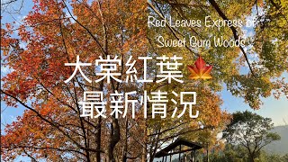 大棠紅葉2023實況🍁26122023 Red Leaves Express of Sweet Gum Woods of Tai Lam Country Park [upl. by Rezzani]