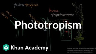 Phototropism  Plant Biology  Khan Academy [upl. by Tanitansy]