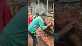 doleshwor mahadev mandir darshan  bhaktapur kathmandu [upl. by Noxid]