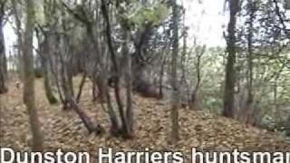 Dunston Harriers  Norfolk Wildlife Trust [upl. by Tessler]