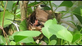 Baby Passerine Bird [upl. by Yance]