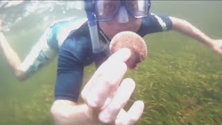 Scalloping season in Florida a summer tradition [upl. by Ayala]