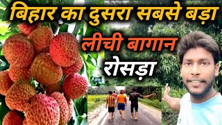 बिहार का दूसरा सबसे बड़ा लीची के बागान रोसड़ा समस्तीपुर  Lichi Fruit In Rosera Bihar [upl. by Kara]