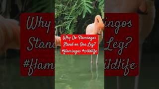 Why Do Flamingos Stand on One Leg flamingos wildlife [upl. by Steel293]