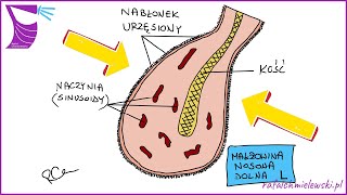 Jak Jest Zbudowana Małżowina Nosowa Dolna  Schemat budowy [upl. by Enel]