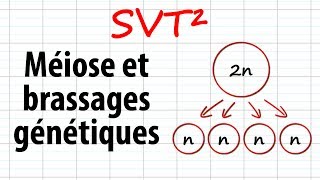 Méiose et brassages génétiques SVT²révisions BAC [upl. by Znarf]