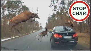 Stado jeleni przeskakuje nad BMW  The herd of deer is jumping over the BMW 574 Wasze Filmy [upl. by Riddle]