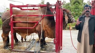 How to start Brahman Cows Farming Business by Haji Shaukat Doggar of Multan [upl. by Bauer]