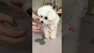 My little dog can dress itself  asmr trending doglover trending cute cutedog [upl. by Imtiaz62]