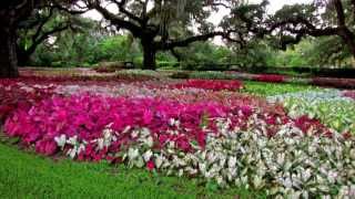 Among the CaladiumsBrookgreen Gardens [upl. by Harutak]