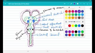 Neurosceine CSF And Ventricles Of The Brain [upl. by Adianez]