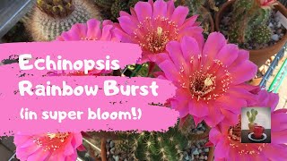 My Echinopsis Rainbow Burst in Super Bloom Cactus Flower [upl. by Nahtnanhoj]