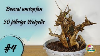 Bonsai umtopfen  Weigelie umtopfen  Ein Update meiner Weigelie [upl. by Egamlat]